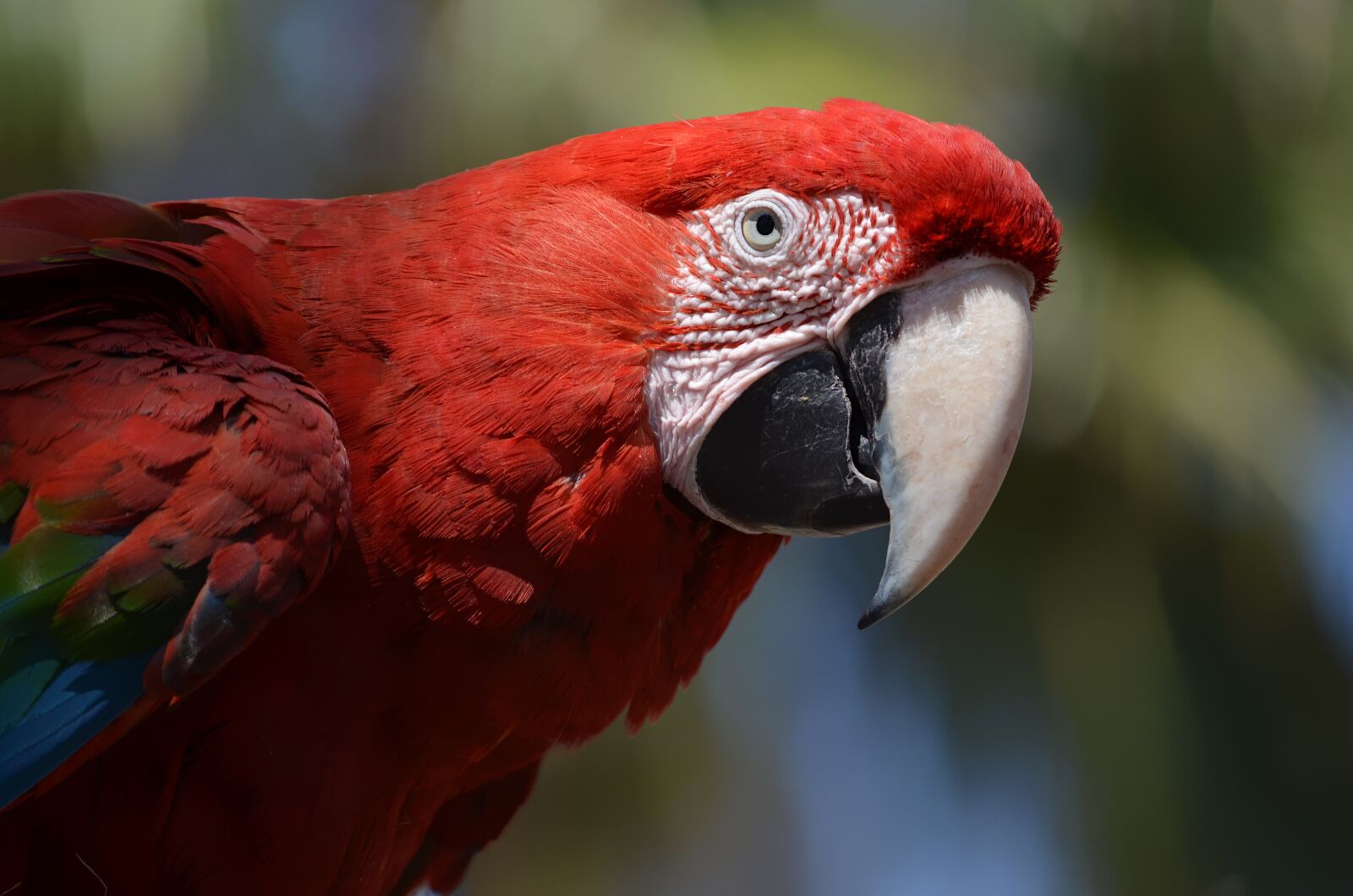 Nikon D5100 sample photo. Parrot, macaw, bird photography