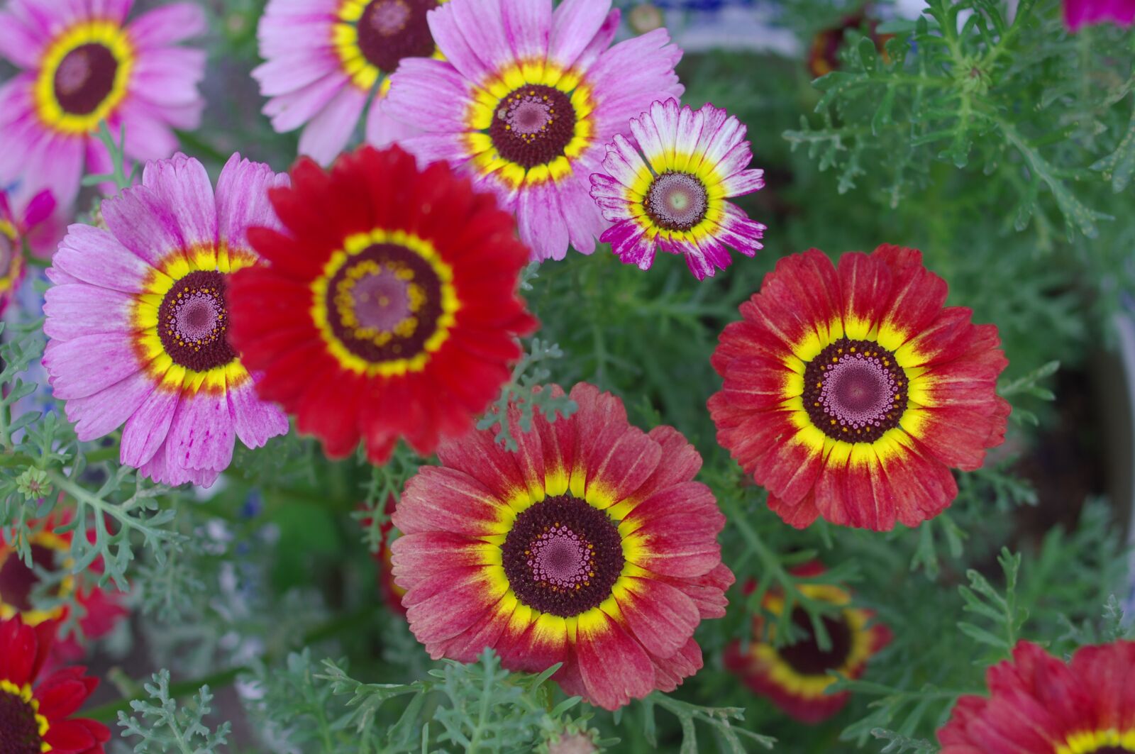 Pentax K-r sample photo. Flower, flowers and plants photography