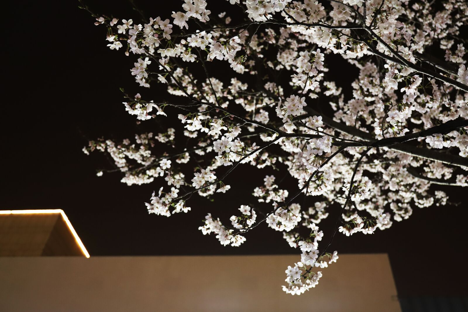Canon EF 24-70mm F4L IS USM sample photo. Tree, spring, flower photography