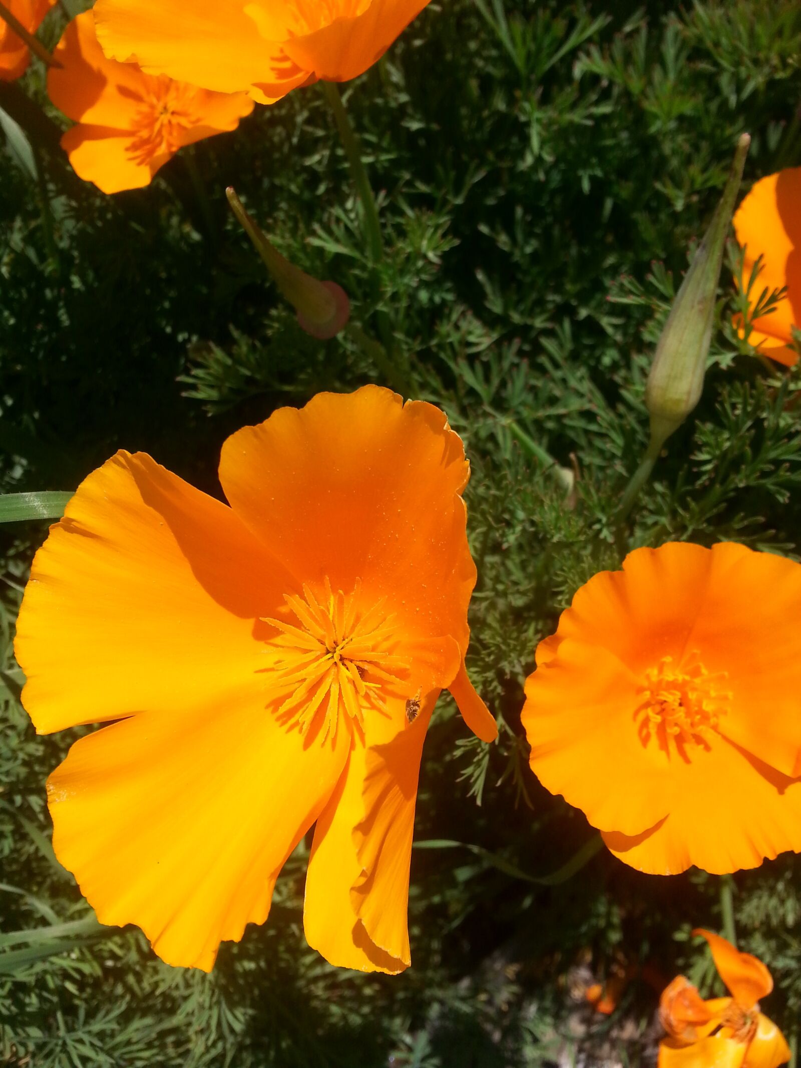Samsung Galaxy Note2 sample photo. California, poppies, lompoc photography