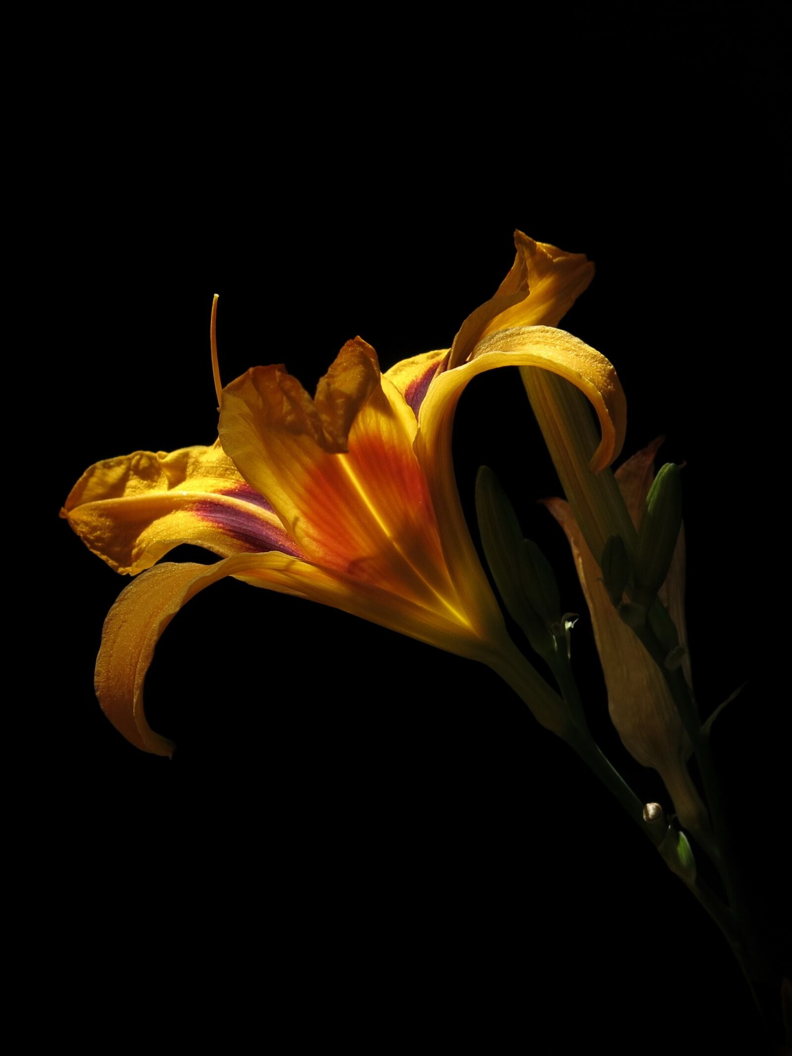 Canon PowerShot G15 sample photo. Daylily, hemerocallis bonanza, yellow photography