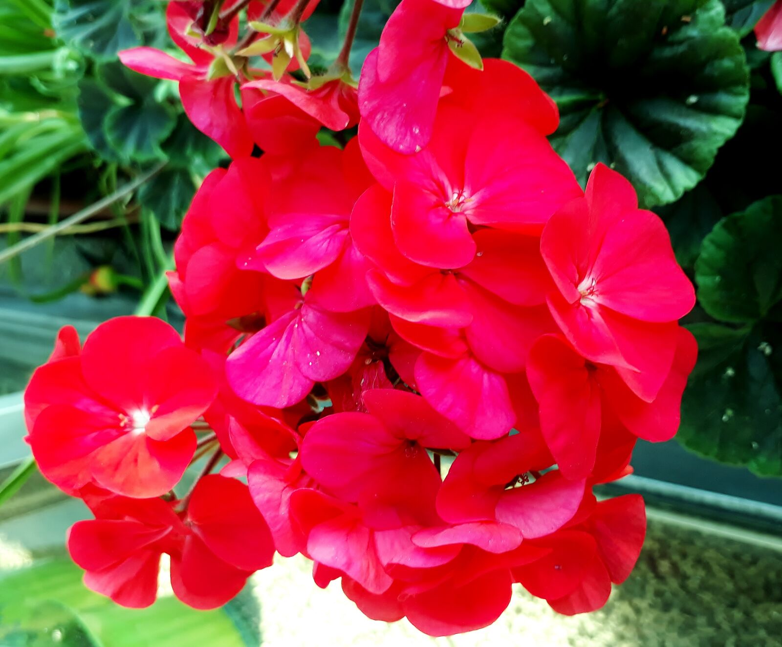Samsung Galaxy J5 Prime sample photo. Flowers, nature, garden photography