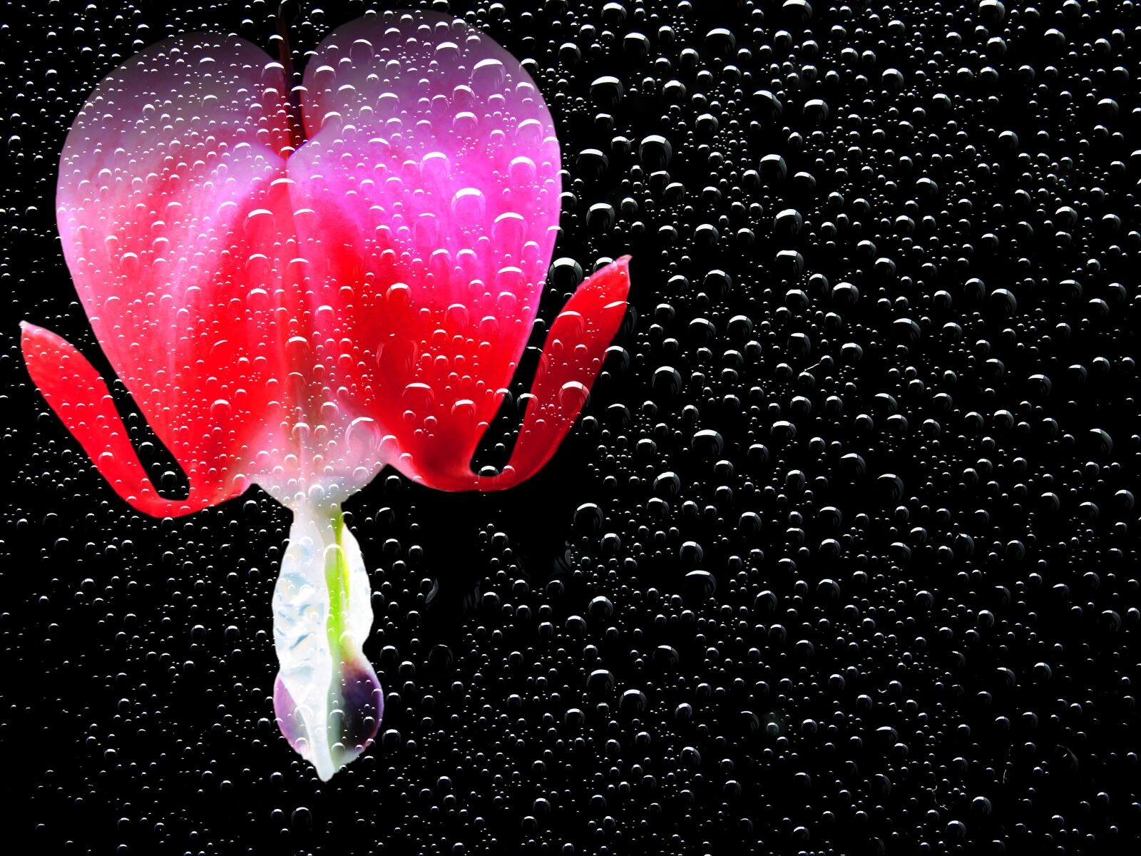 Nikon Coolpix P900 sample photo. Flower, blossom, bloom photography