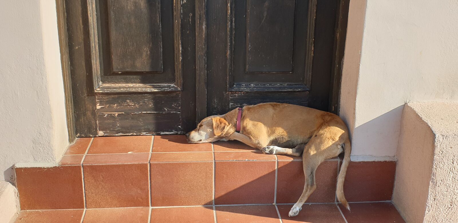 Samsung Galaxy Note9 sample photo. Dog, heat, rhodes photography