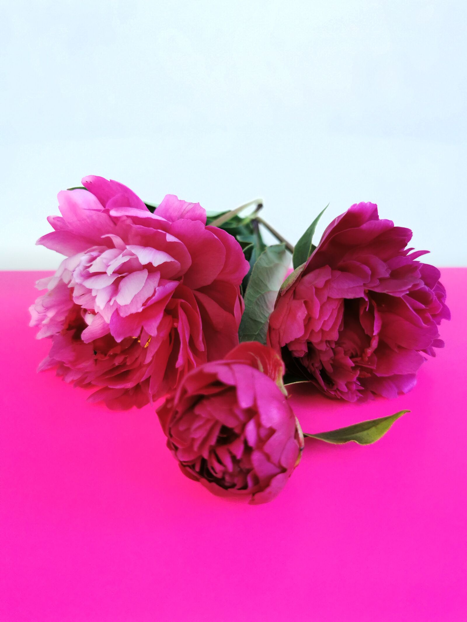 HUAWEI P30 Pro sample photo. Peonies, flowers, gift photography