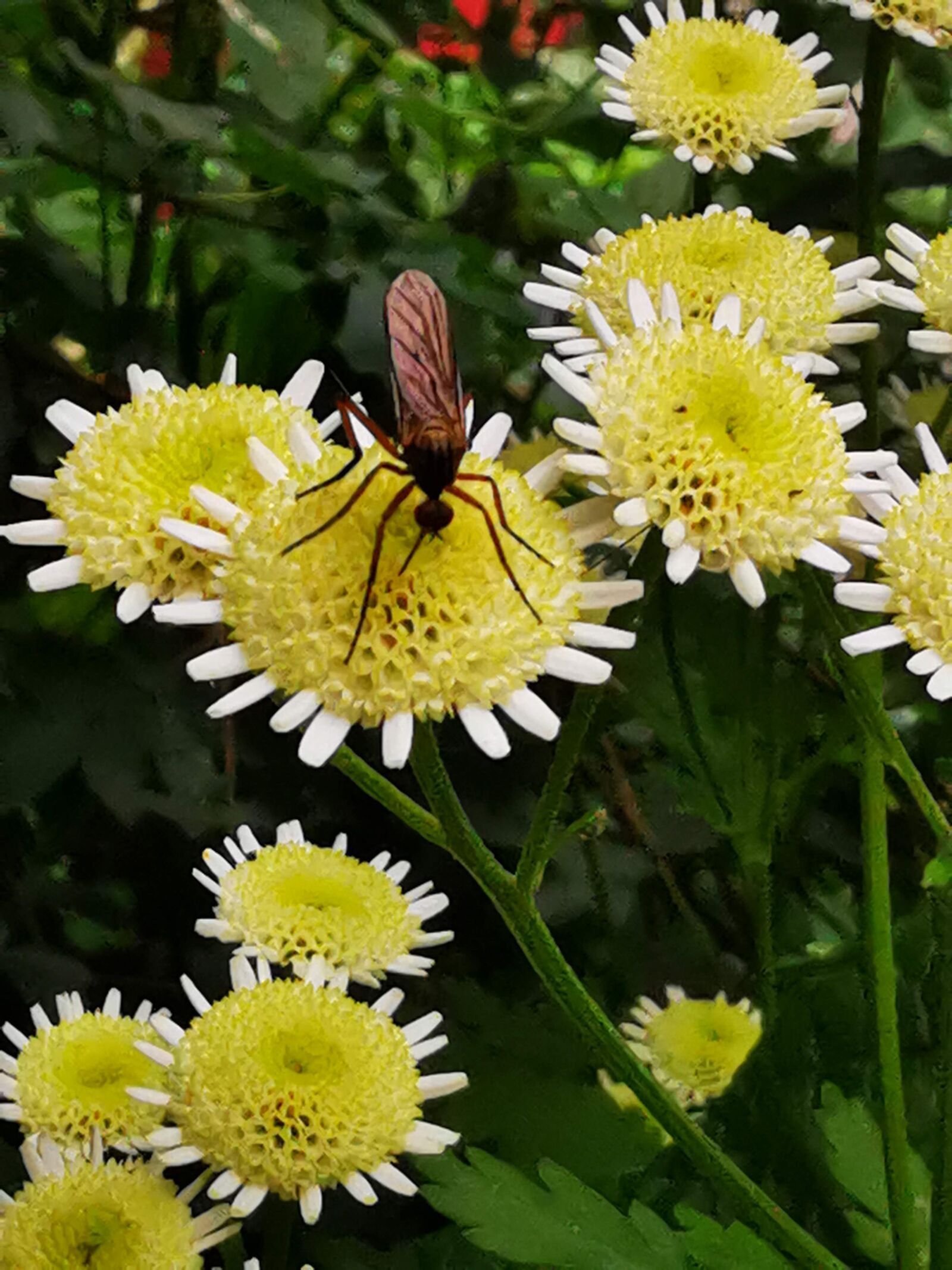 HUAWEI P30 sample photo. Insect, flower, plant photography