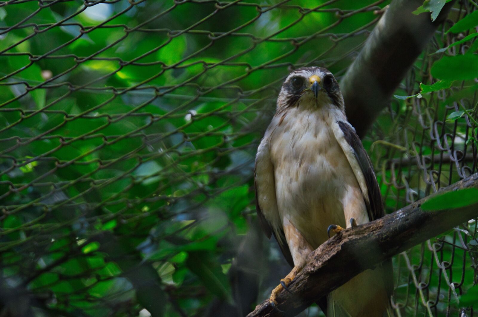 Nikon D3200 sample photo. Costa rica, exotic, zoo photography