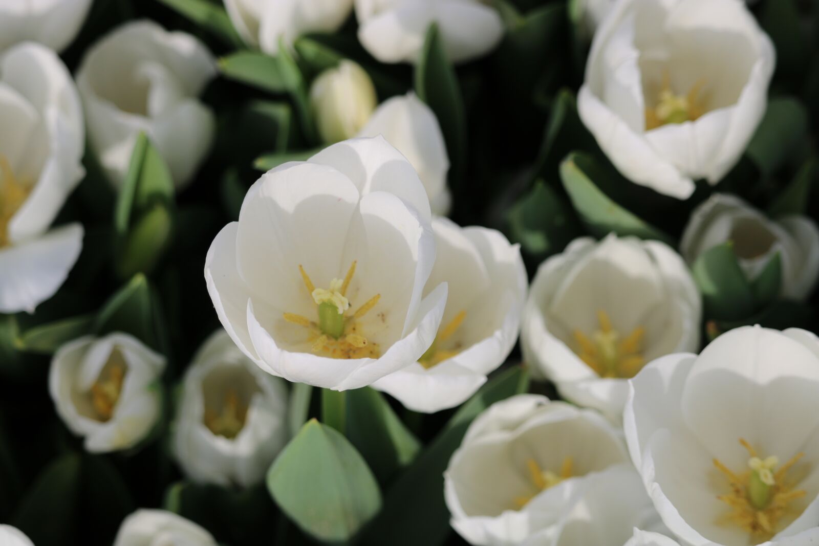 Canon EOS 750D (EOS Rebel T6i / EOS Kiss X8i) sample photo. Flower, nature, plant photography