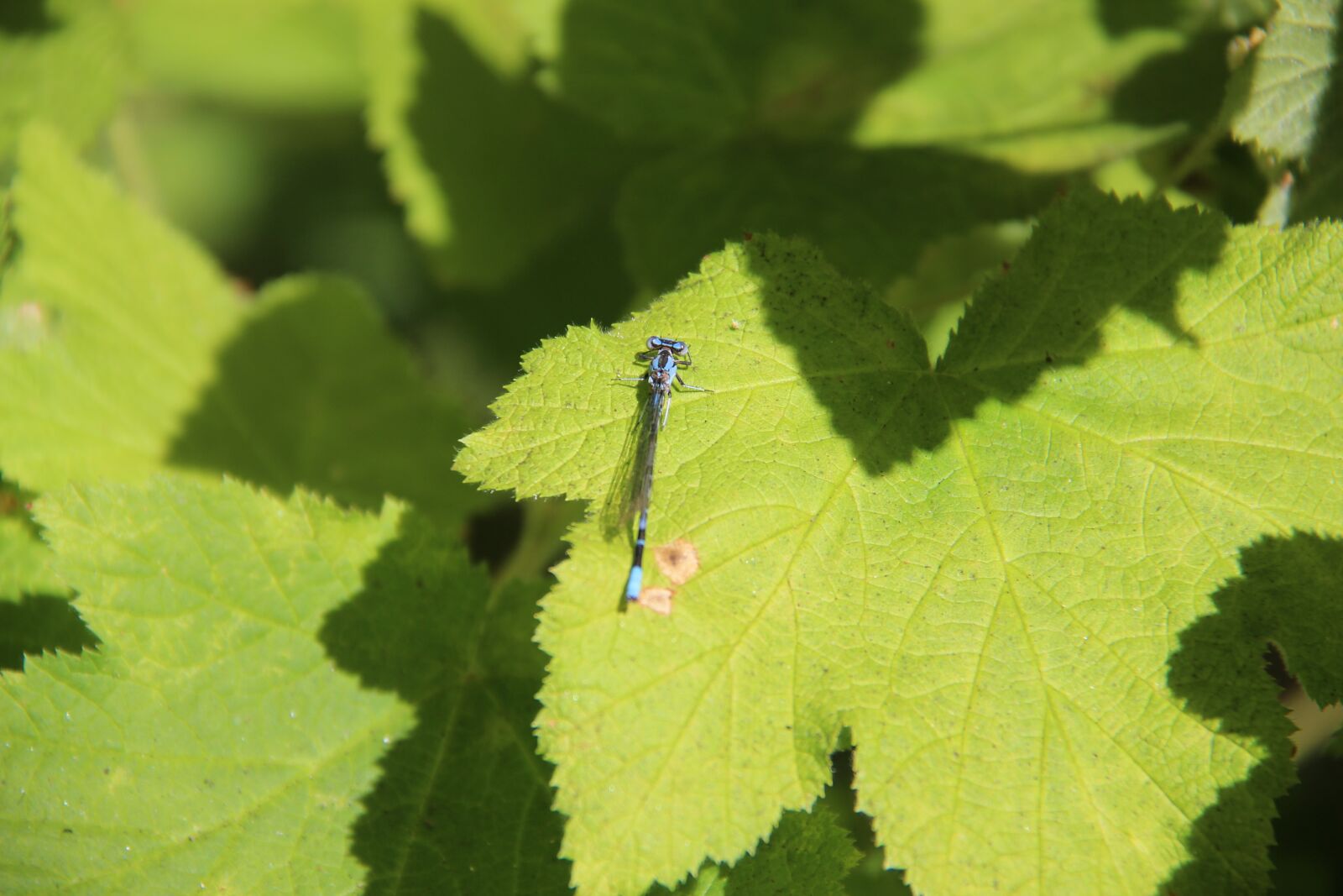 Canon EOS 700D (EOS Rebel T5i / EOS Kiss X7i) + Canon EF-S 18-200mm F3.5-5.6 IS sample photo. Dragonfly, nature, leaves photography