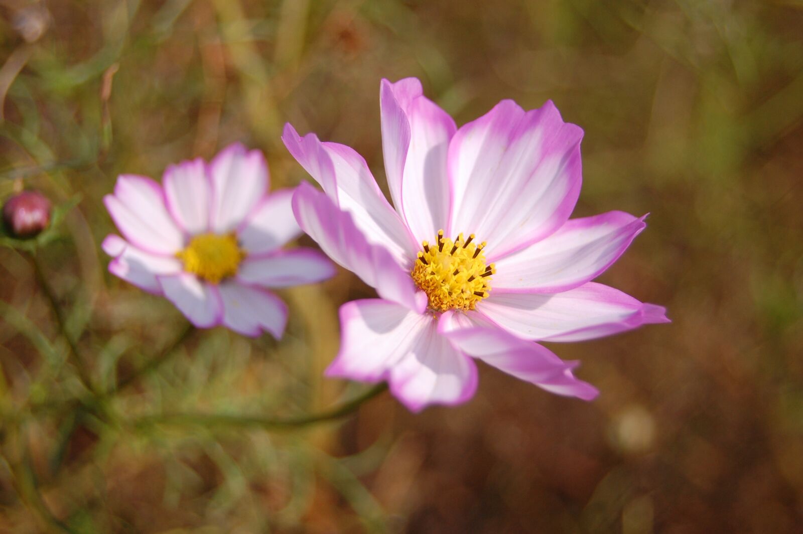 Nikon D40 sample photo. Cosmos, flower, spring photography