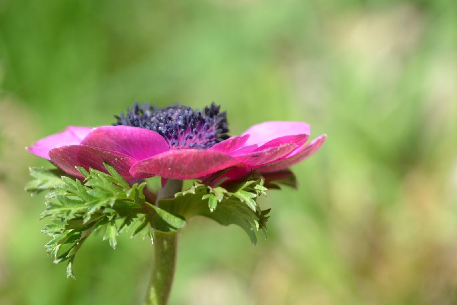 Nikon D3100 sample photo. Shrub, perennials greenhouse, flower photography