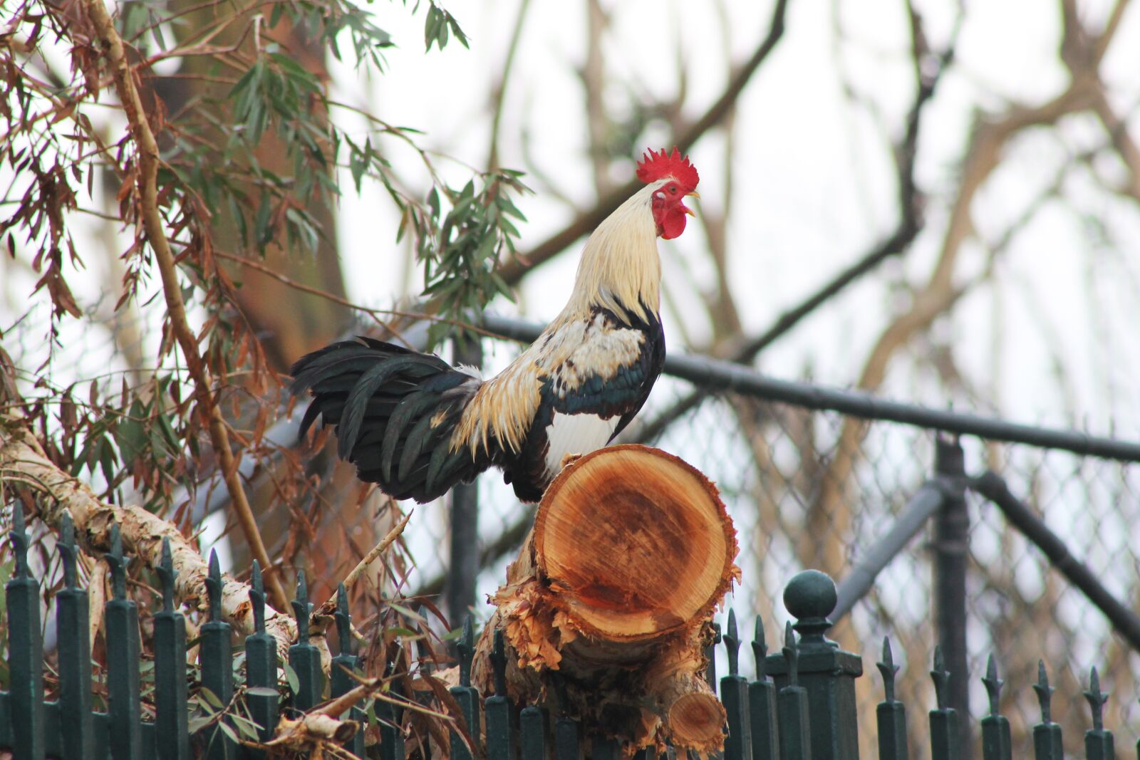 Canon EOS 1100D (EOS Rebel T3 / EOS Kiss X50) + Canon EF75-300mm f/4-5.6 sample photo. Rooster, singing, bird photography