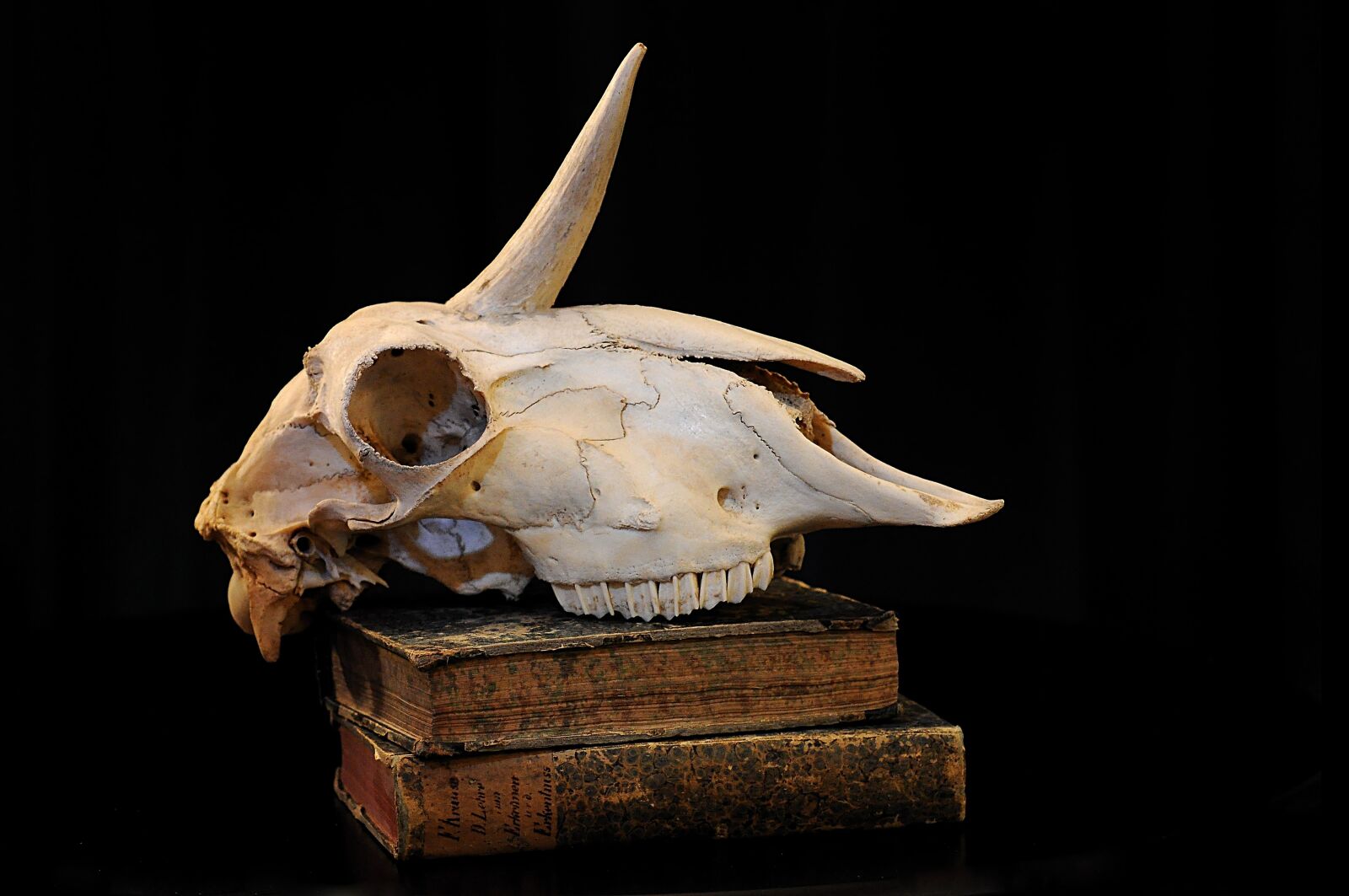 Nikon D90 sample photo. Unicorn, skull, bone photography
