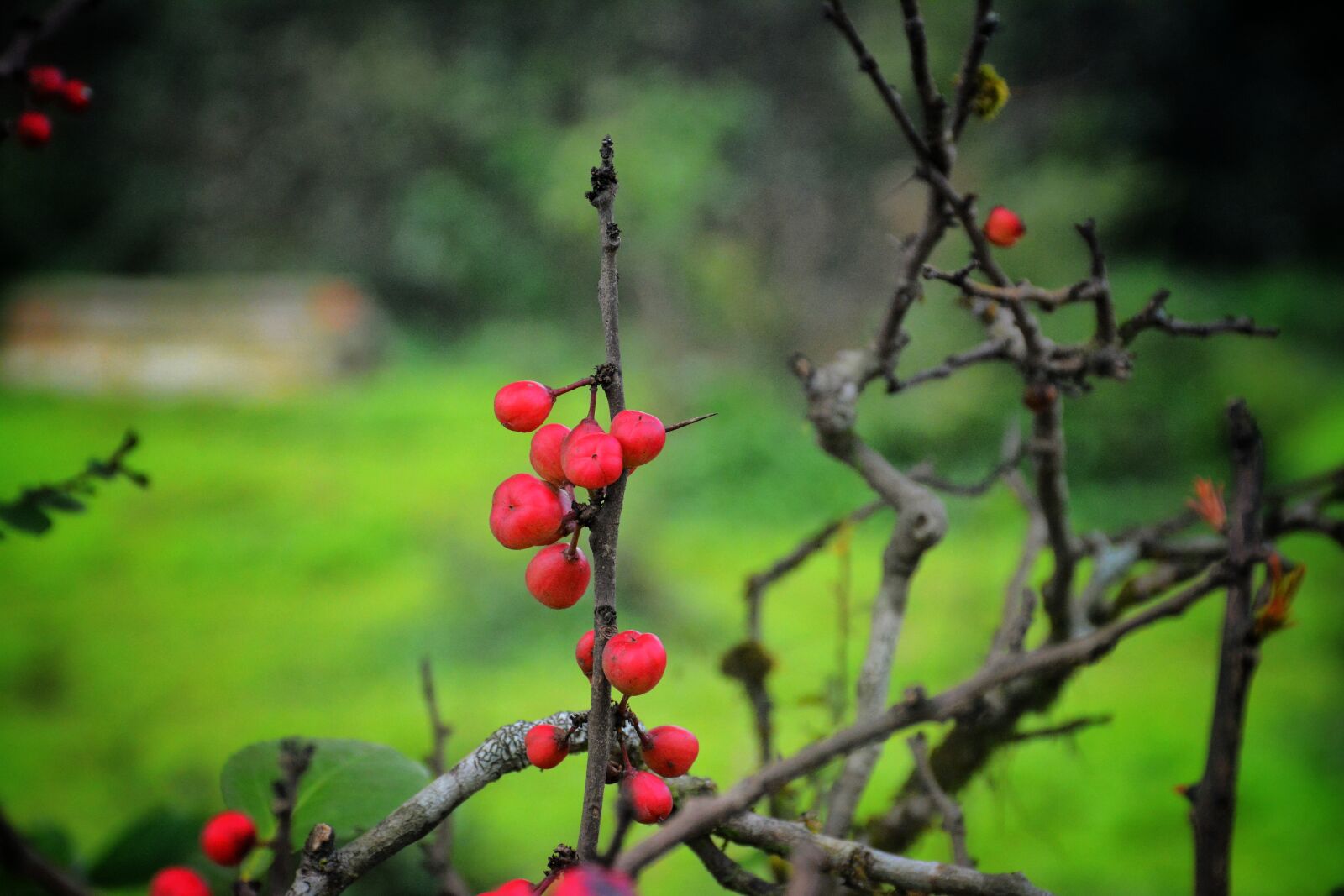 Nikon D7100 sample photo. Cherries, berries, red photography