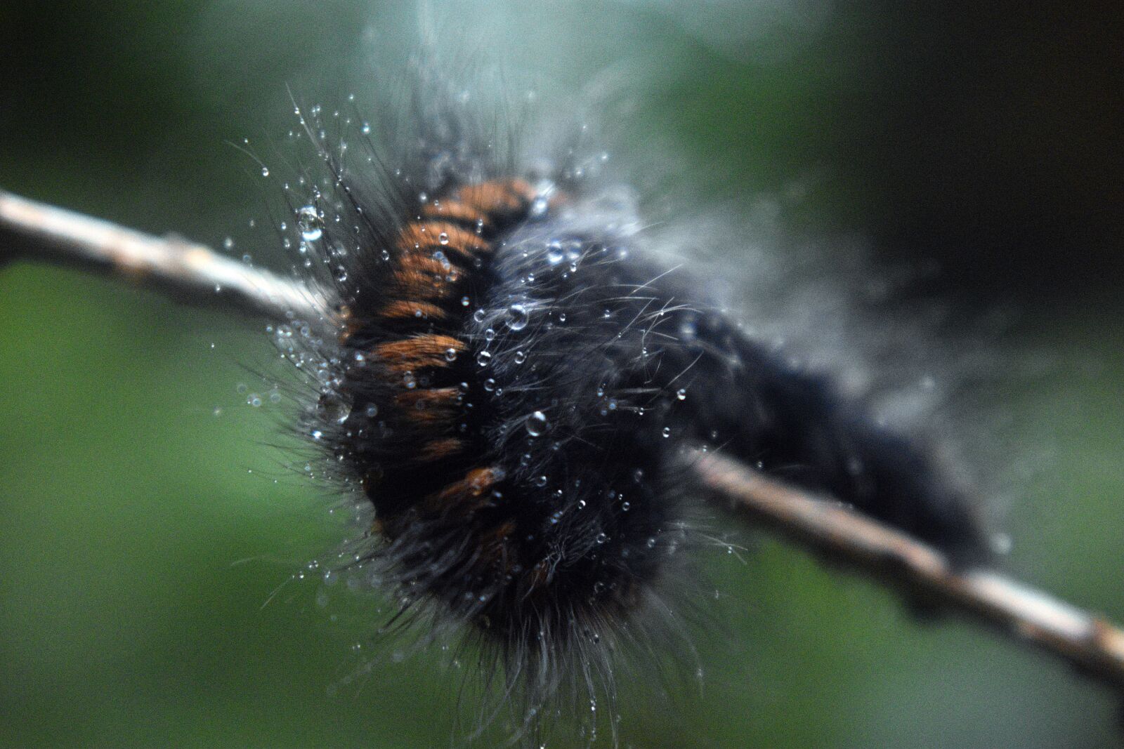 Nikon D3400 sample photo. Caterpillar, macro photography, entomology photography