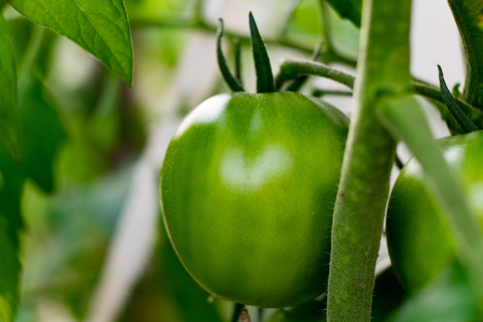 Fujifilm X-T10 sample photo. Garden, tomato, green photography