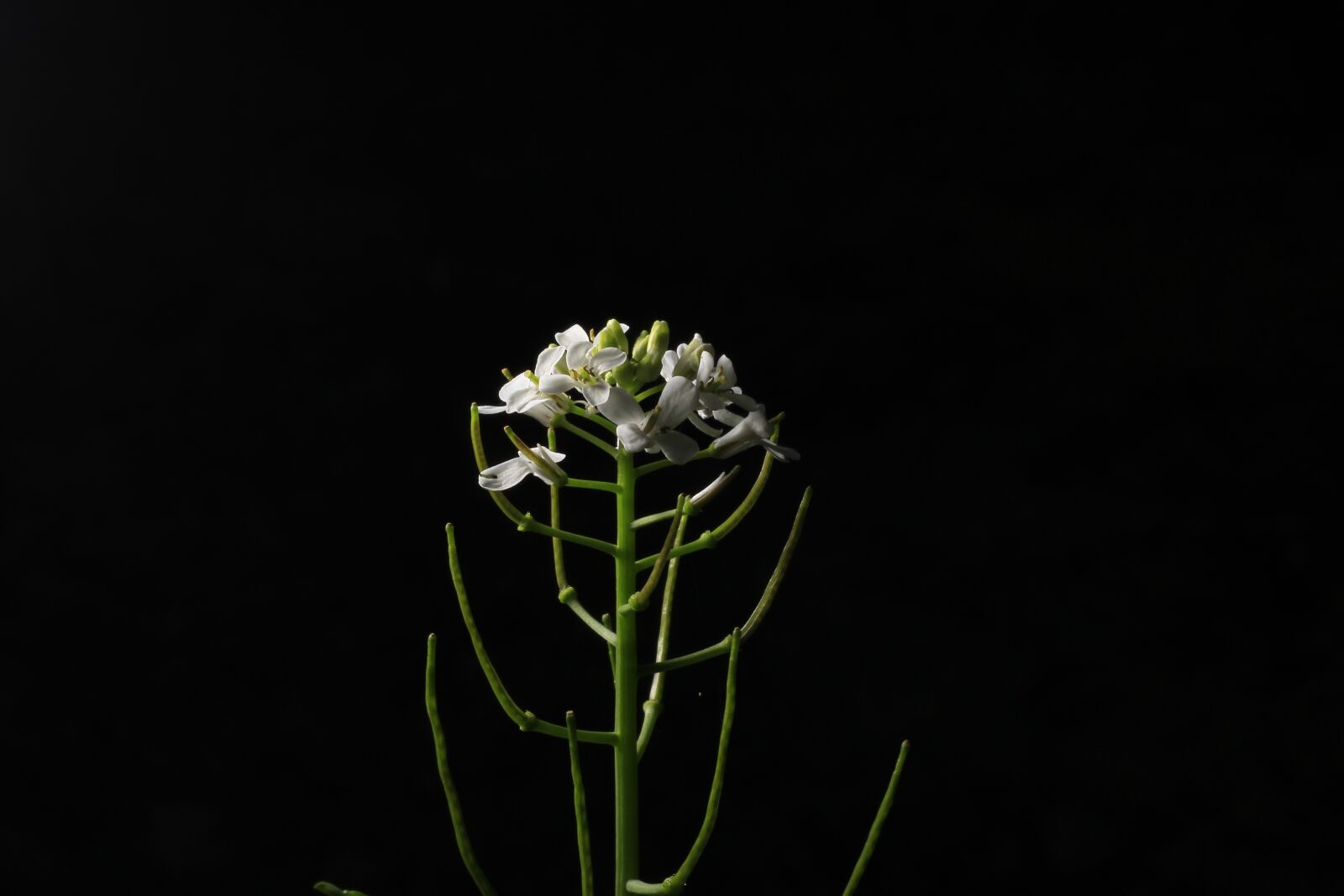 Canon EOS 1200D (EOS Rebel T5 / EOS Kiss X70 / EOS Hi) + Canon EF 50mm F1.8 STM sample photo. Flower, nature, leaf photography