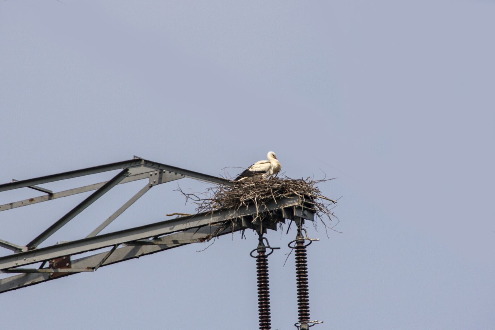 Canon EOS 650D (EOS Rebel T4i / EOS Kiss X6i) sample photo. Nature, bird, stork photography