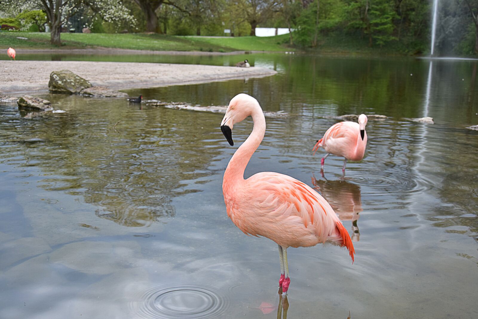 Nikon D5500 sample photo. Bird, lake, birds photography