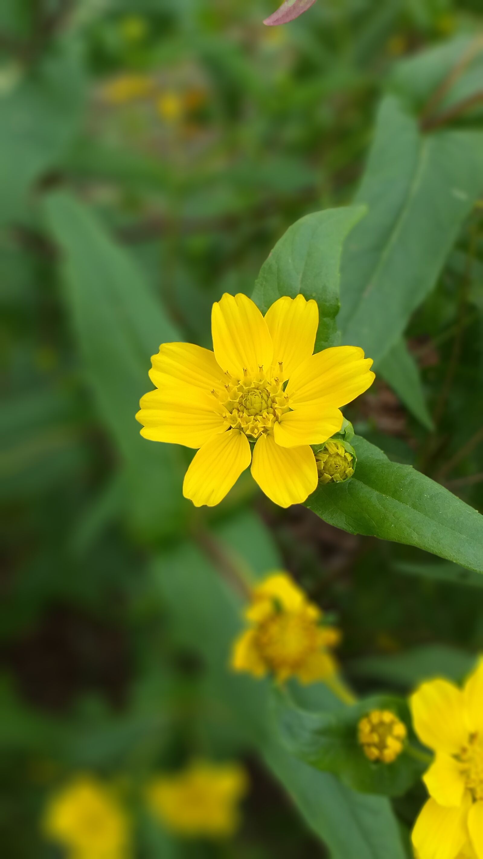 Samsung SM-J610F sample photo. Flower, nature, yellow flower photography