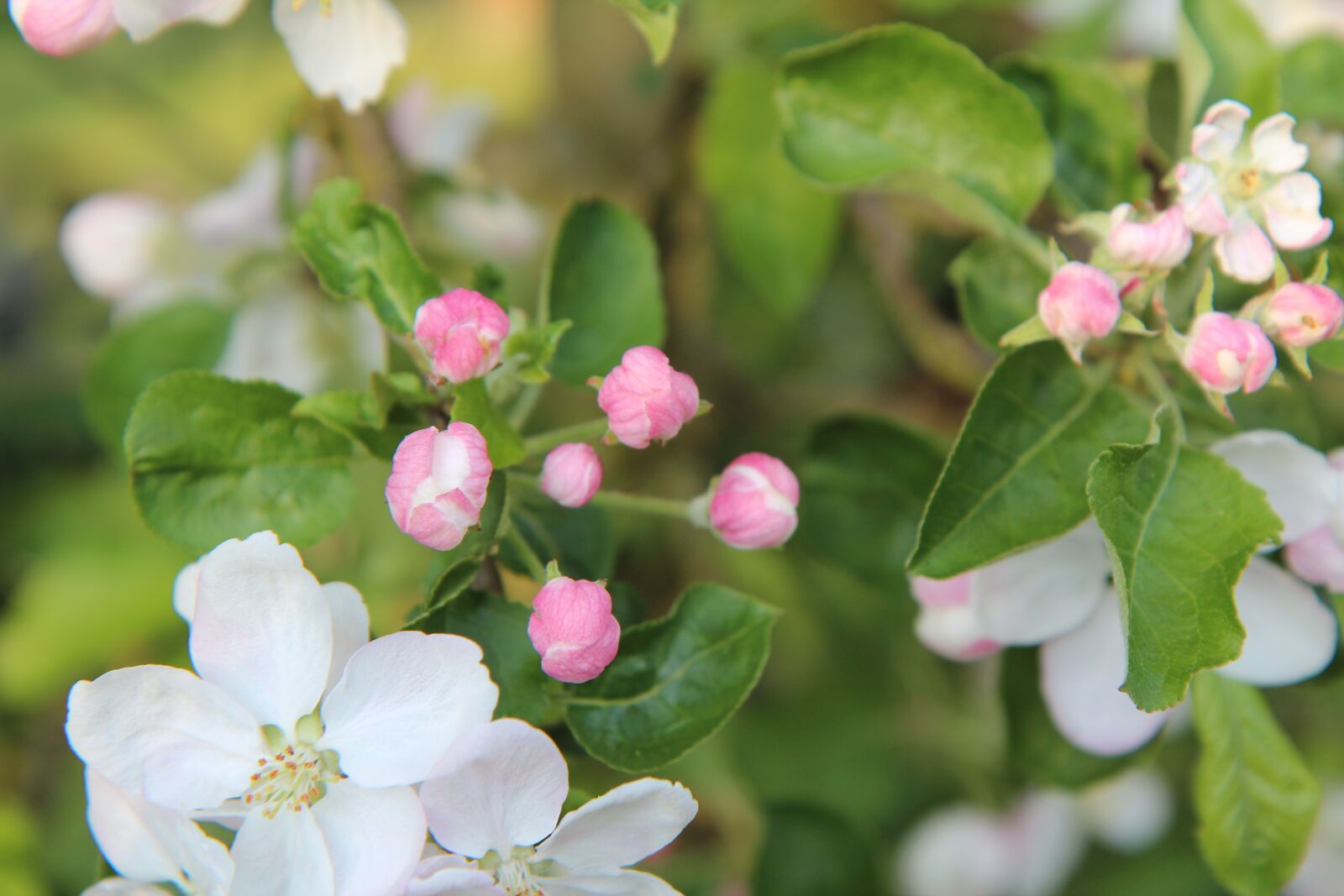 Canon EOS 600D (Rebel EOS T3i / EOS Kiss X5) sample photo. Flowers of apple tree photography