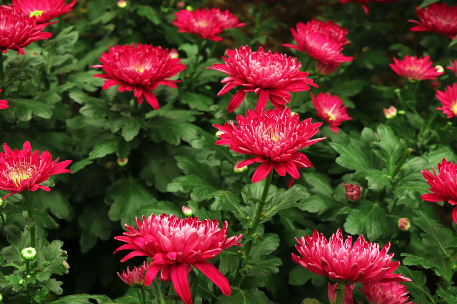 Canon EOS 77D (EOS 9000D / EOS 770D) sample photo. Chrysanthemum, autumn, flowers photography
