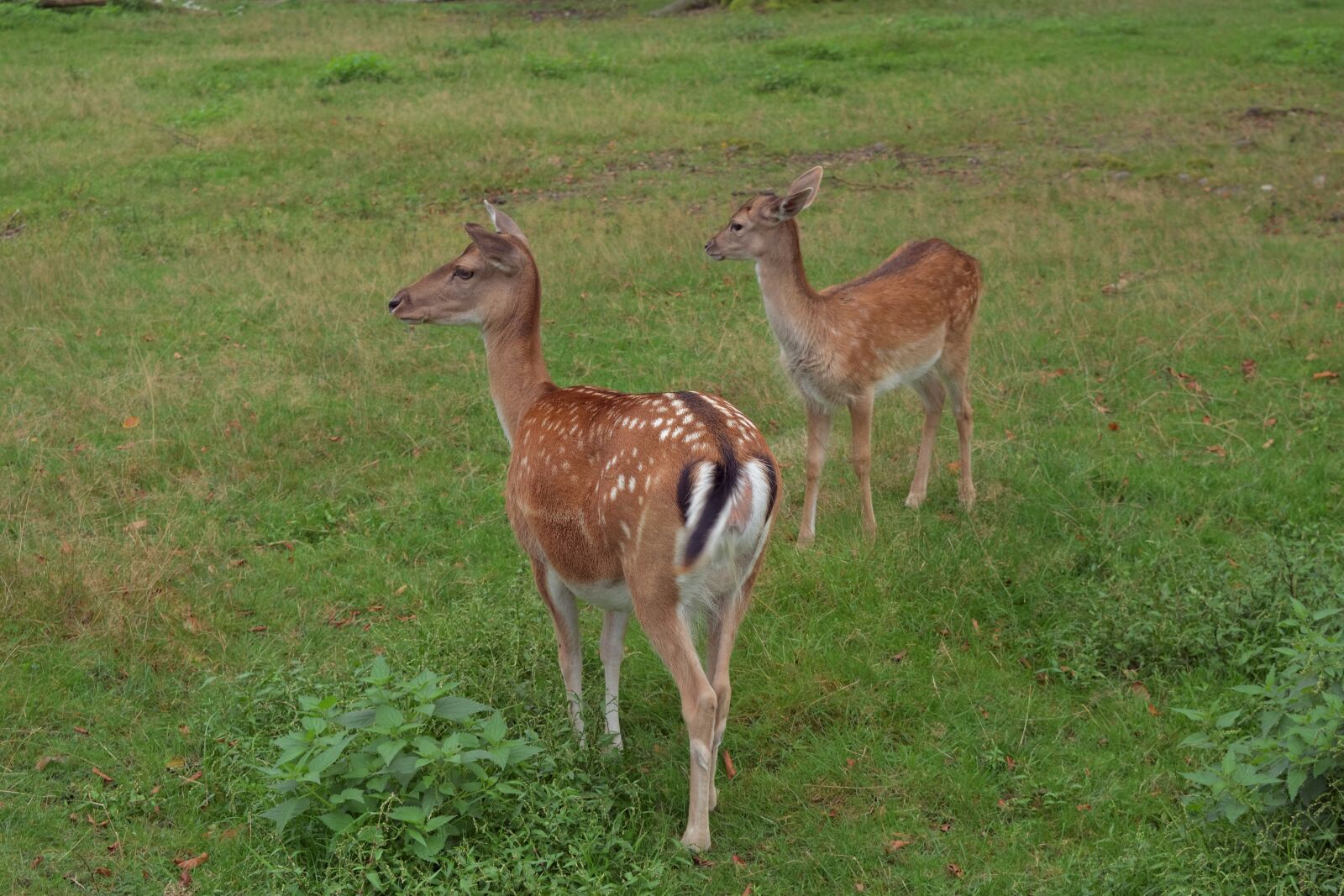 Nikon D5200 sample photo. Fallow deer, roe deer photography