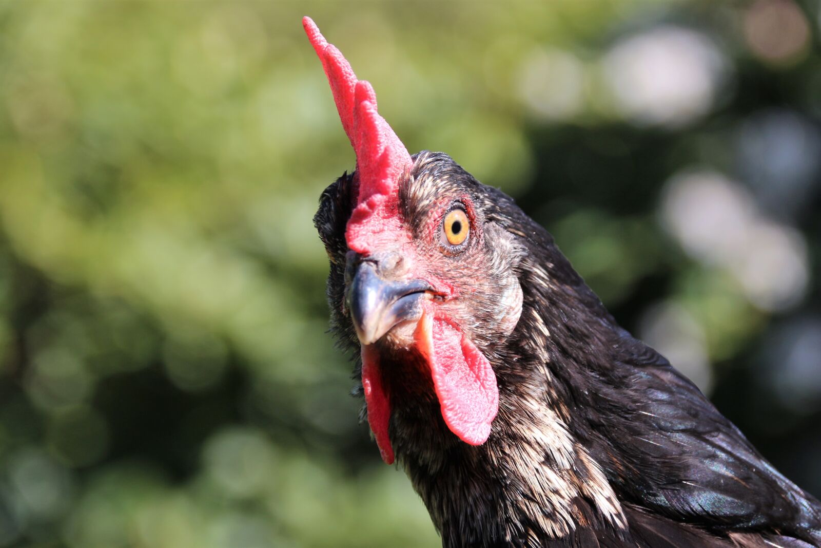 Canon EOS 700D (EOS Rebel T5i / EOS Kiss X7i) sample photo. Chicken, hen, animal photography