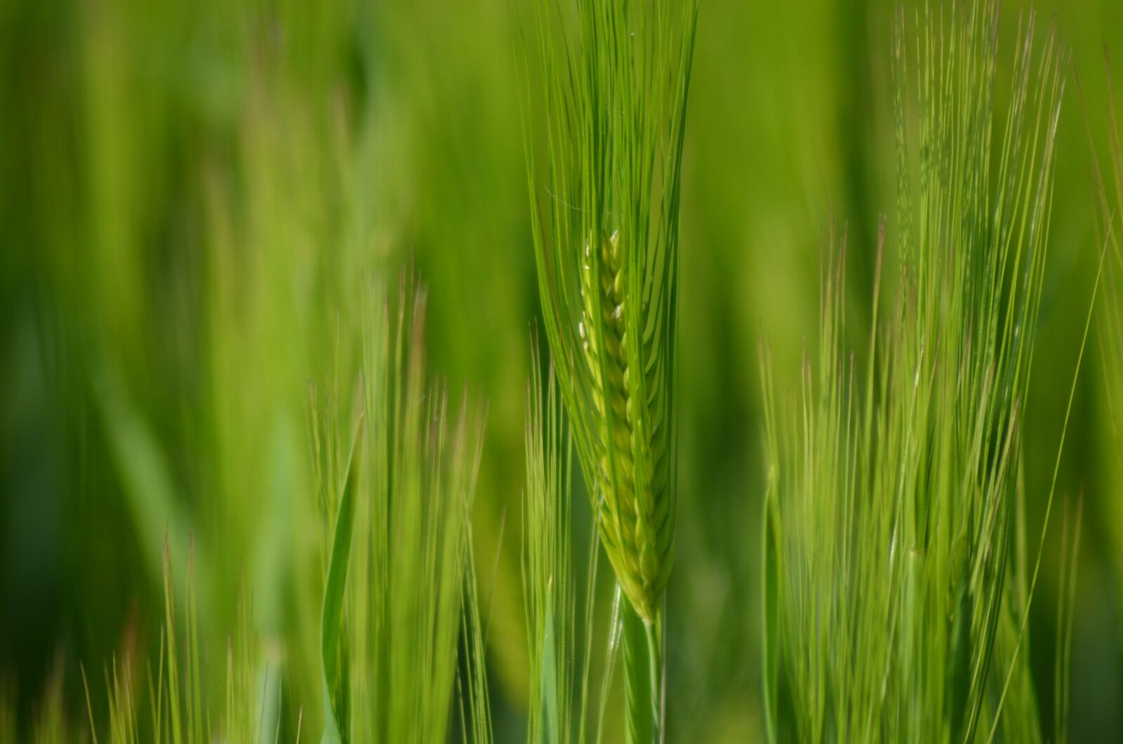 Nikon D5100 sample photo. Barley, cereals, agriculture photography