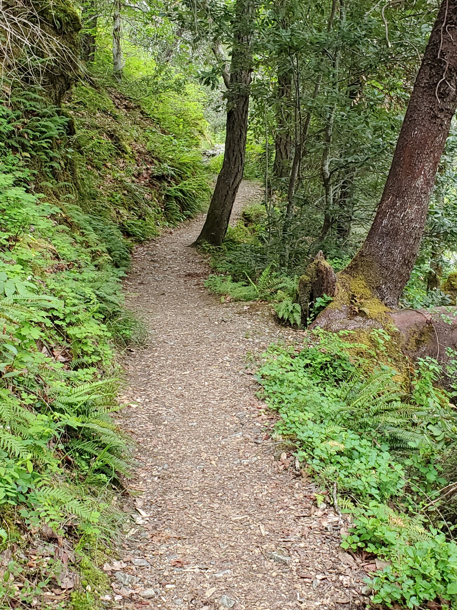 Samsung Galaxy S10+ sample photo. Path, woods, trail photography