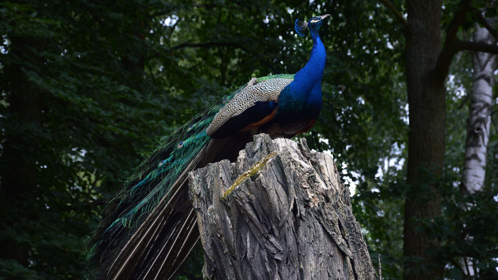 Nikon D5200 sample photo. Peacock, bird, zoo photography