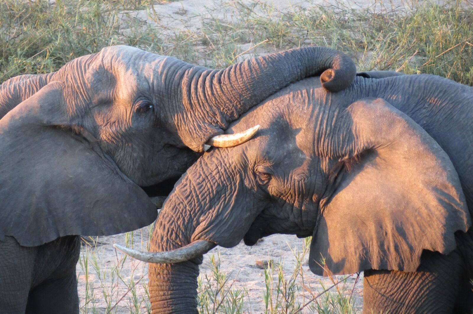 Canon PowerShot SX40 HS sample photo. Elephants, frolic, sunset photography