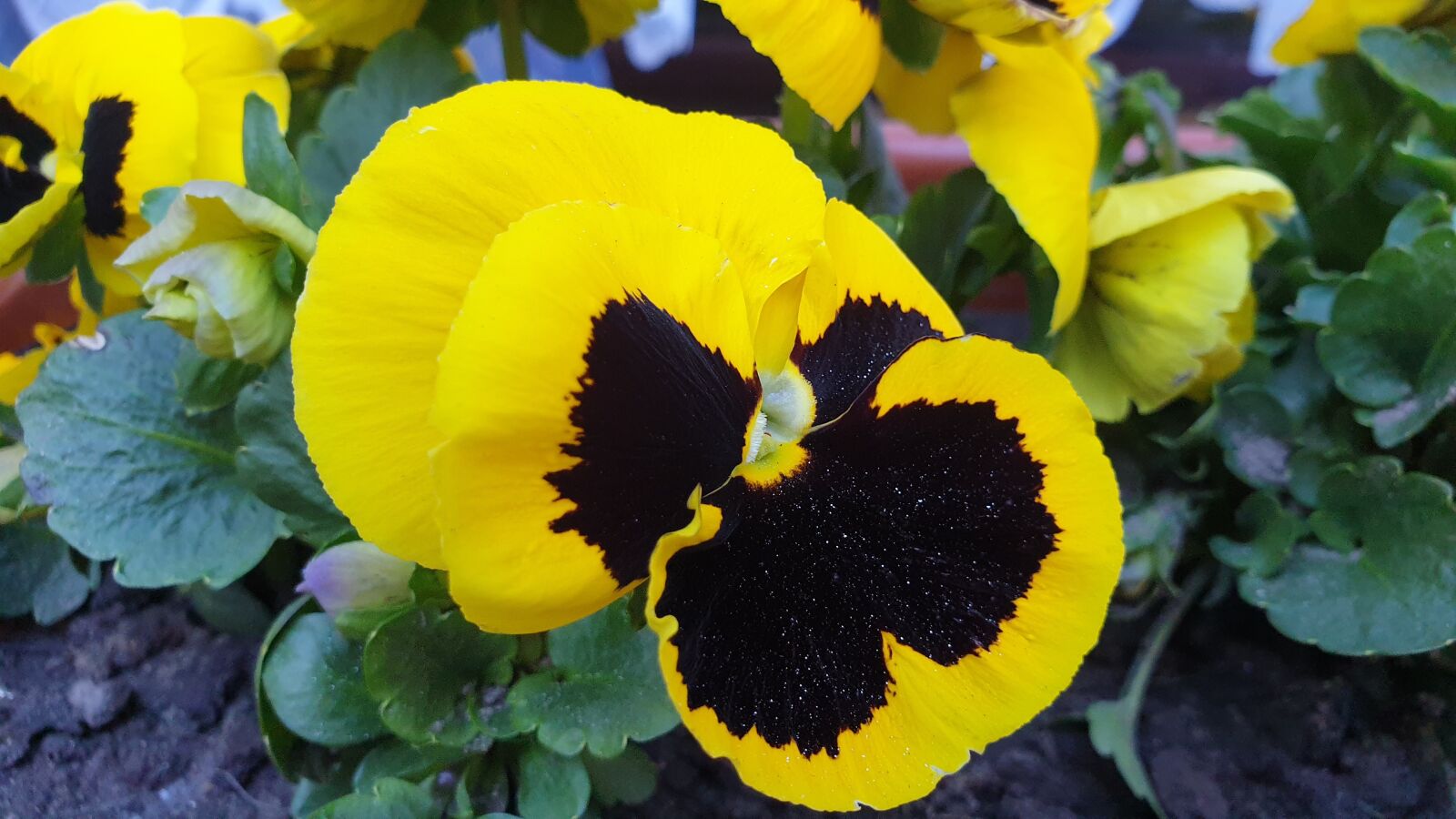 Samsung Galaxy S9 sample photo. Flowers, pansies, garden photography