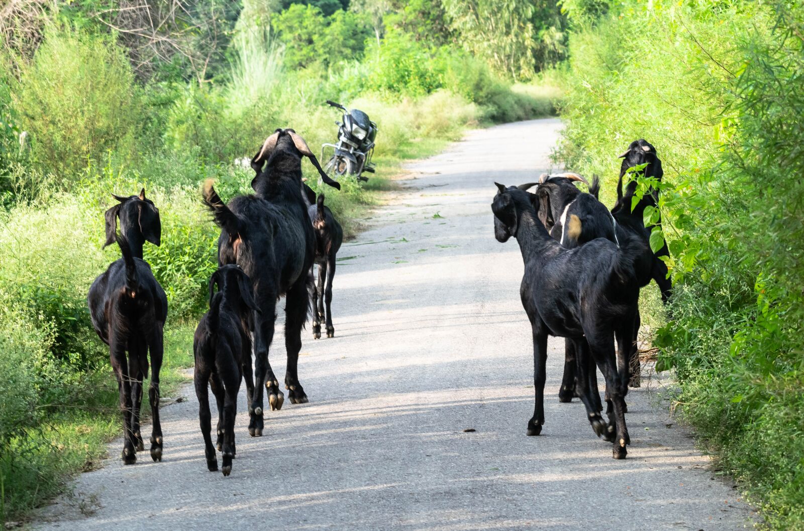 Nikon D3300 sample photo. Goats, mammals, animal photography