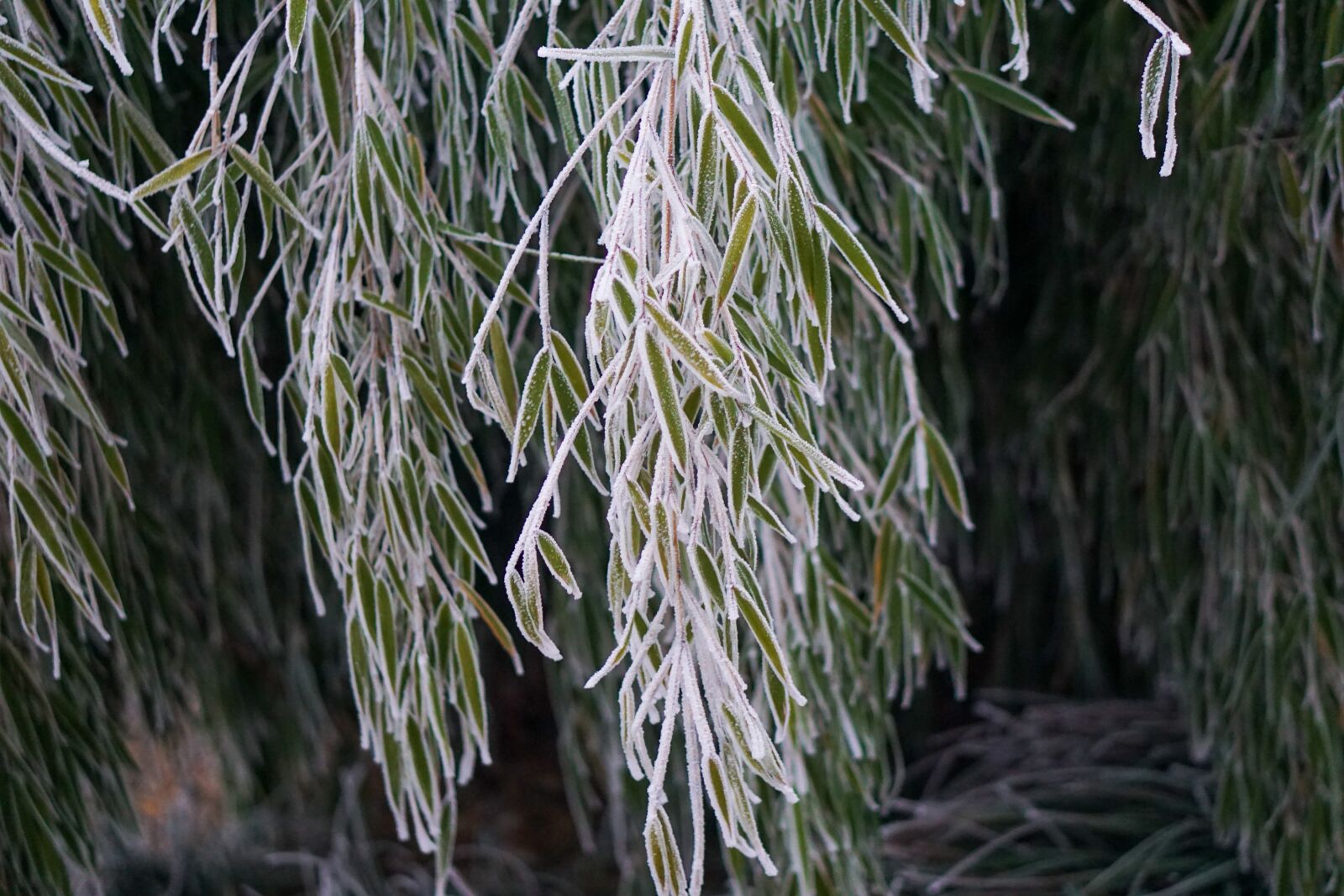 E 50mm F1.8 OSS sample photo. Nature, plant, tree photography