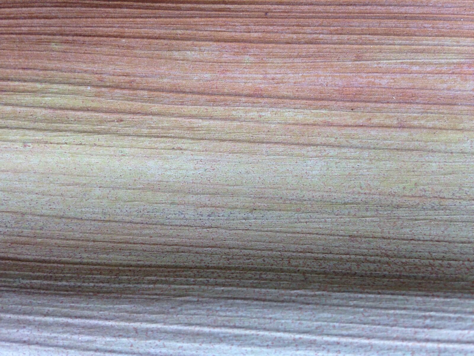 Apple iPhone 5c sample photo. Dry palm frond, natural photography