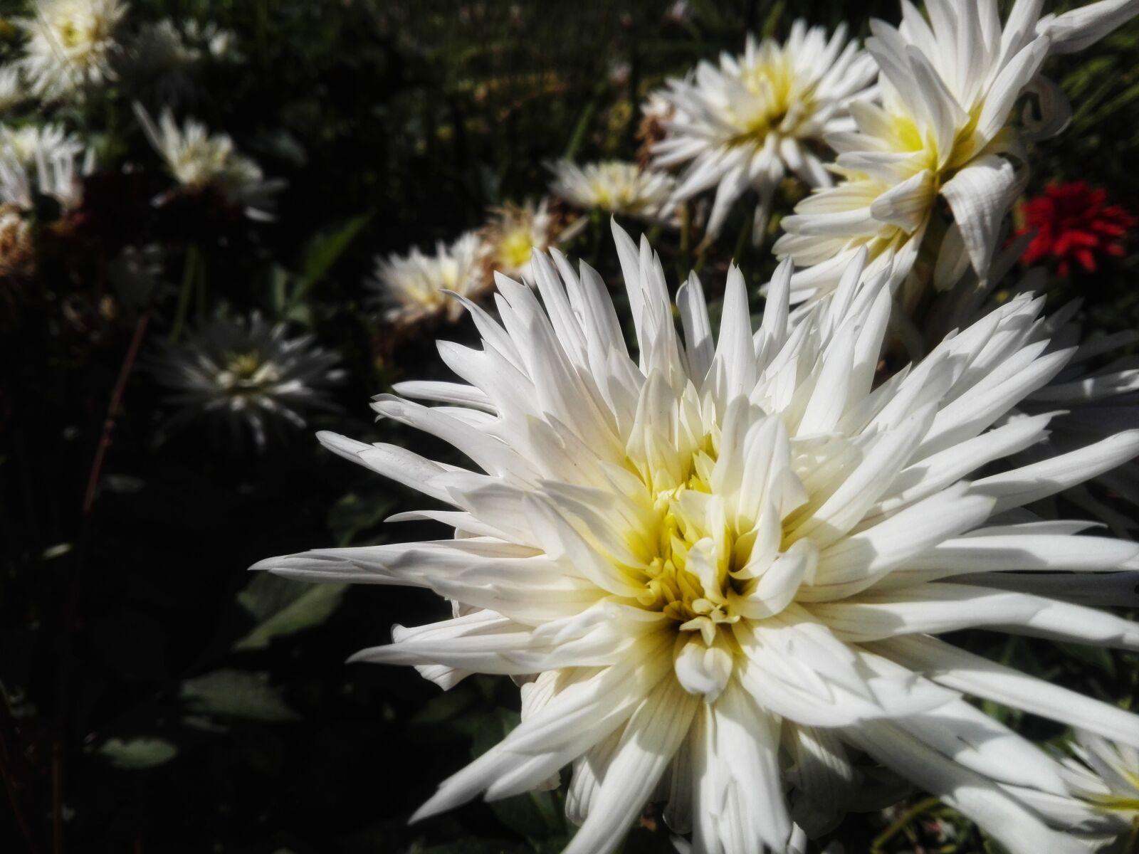 HUAWEI P8 Lite sample photo. White, flower, garden photography
