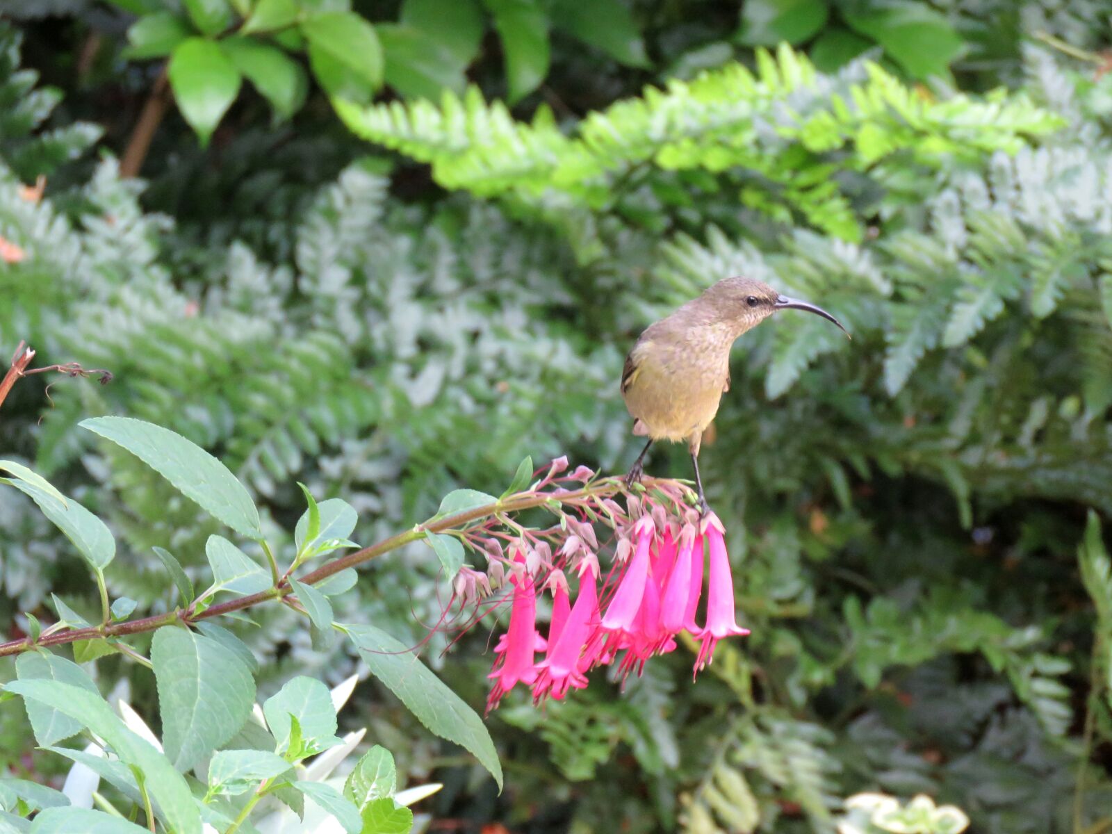 Canon PowerShot SX60 HS sample photo. Bird, birdlife, bird life photography