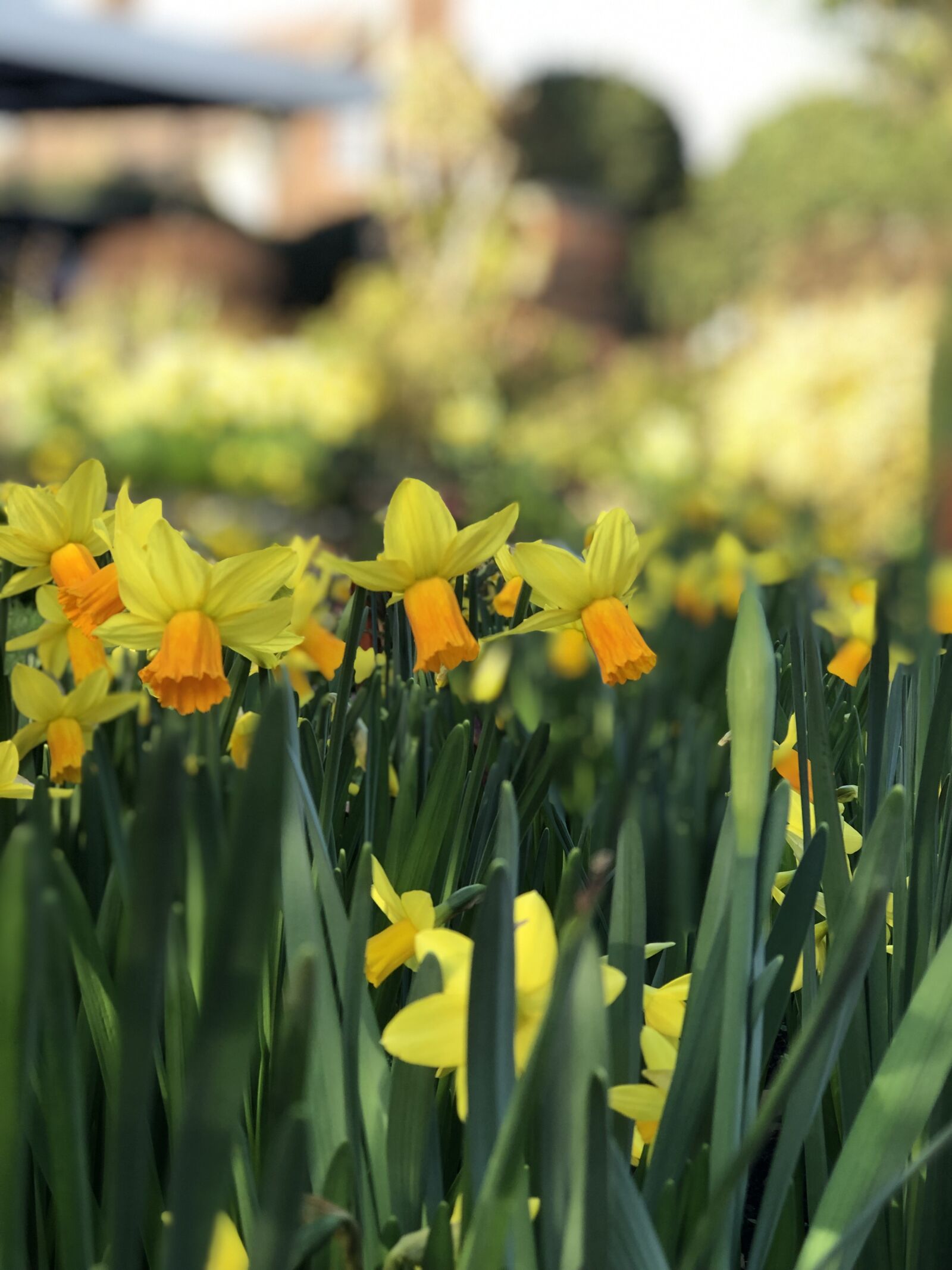 iPhone 8 Plus back dual camera 6.6mm f/2.8 sample photo. Daffodils, spring, yellow photography