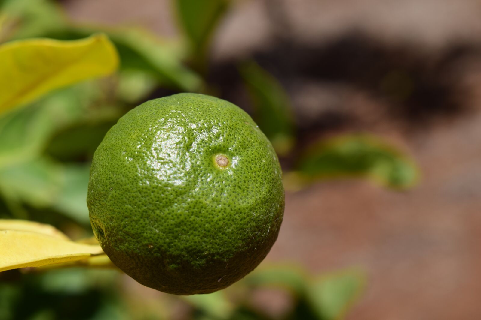 Nikon D3300 sample photo. Orange, orange tree, fruits photography
