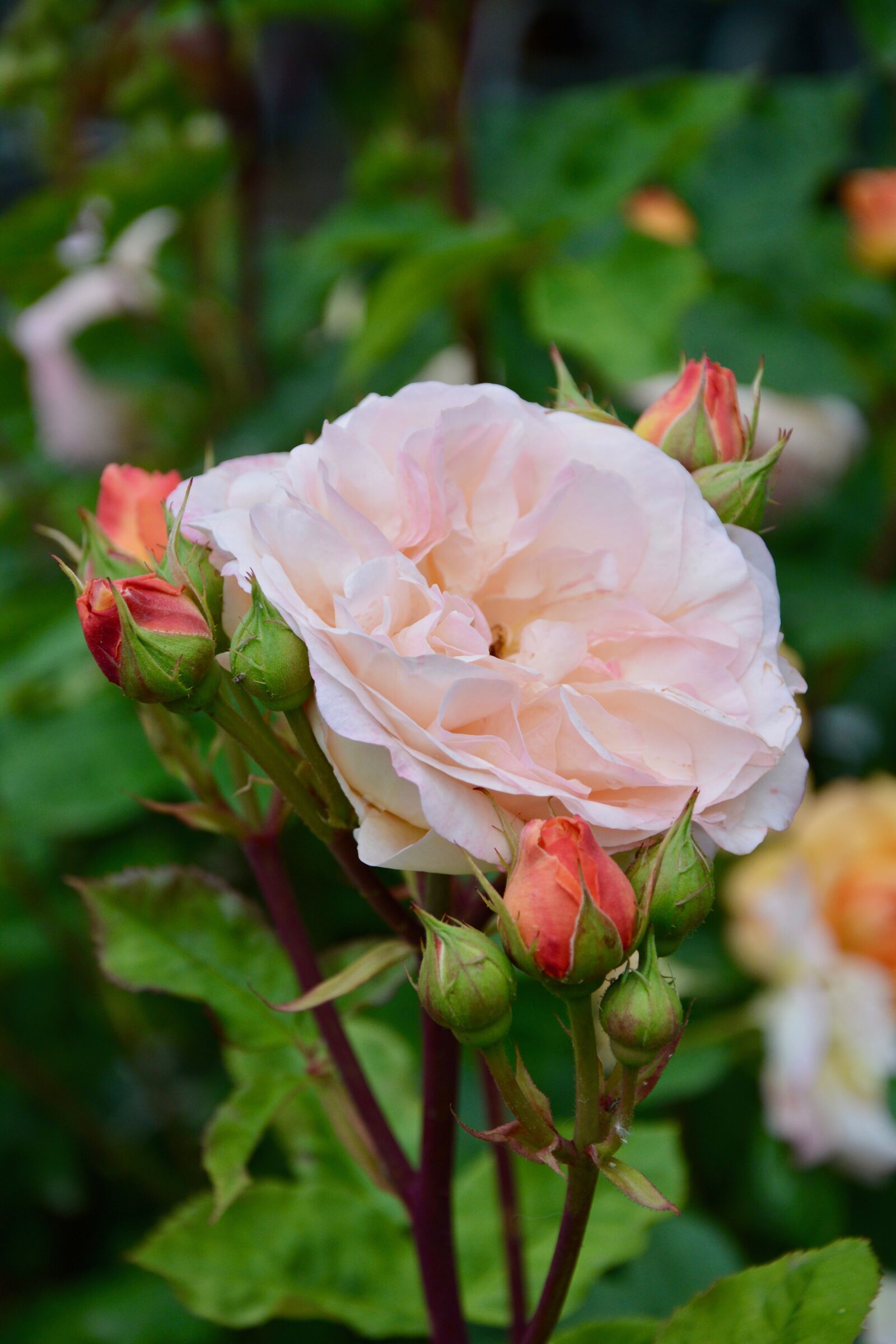 Nikon D5200 sample photo. Rose, flower, bush photography