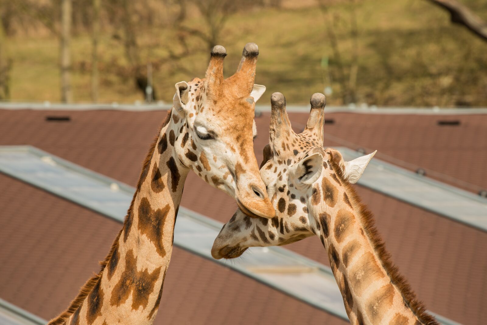 Nikon D800E sample photo. Giraffes, couple, portrait photography