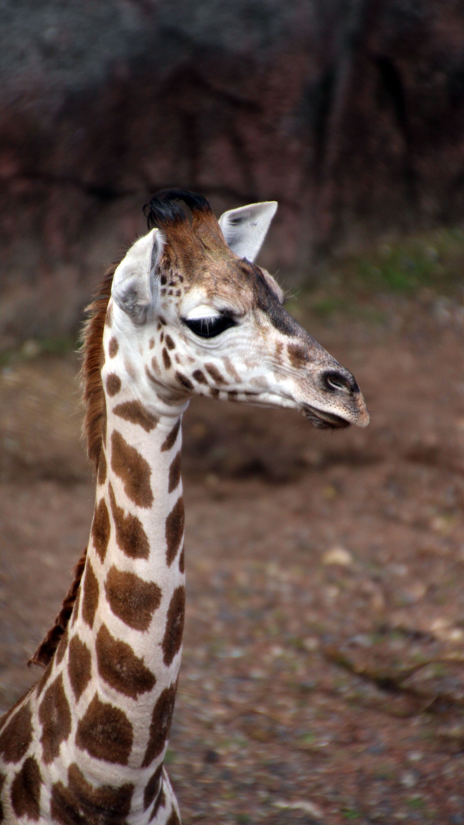 Canon EOS 100D (EOS Rebel SL1 / EOS Kiss X7) sample photo. Giraffe, young, neck photography