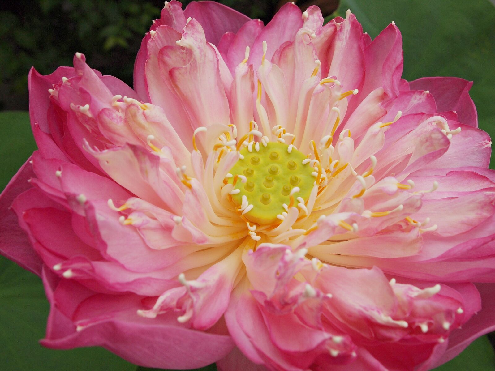 Olympus PEN E-PL1 sample photo. Flowers, tree, lotus photography
