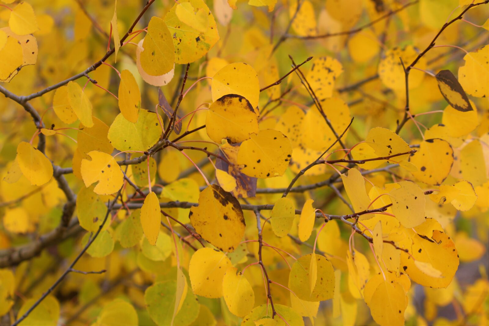 Canon EOS 500D (EOS Rebel T1i / EOS Kiss X3) sample photo. Aspens, leaves, autumn photography