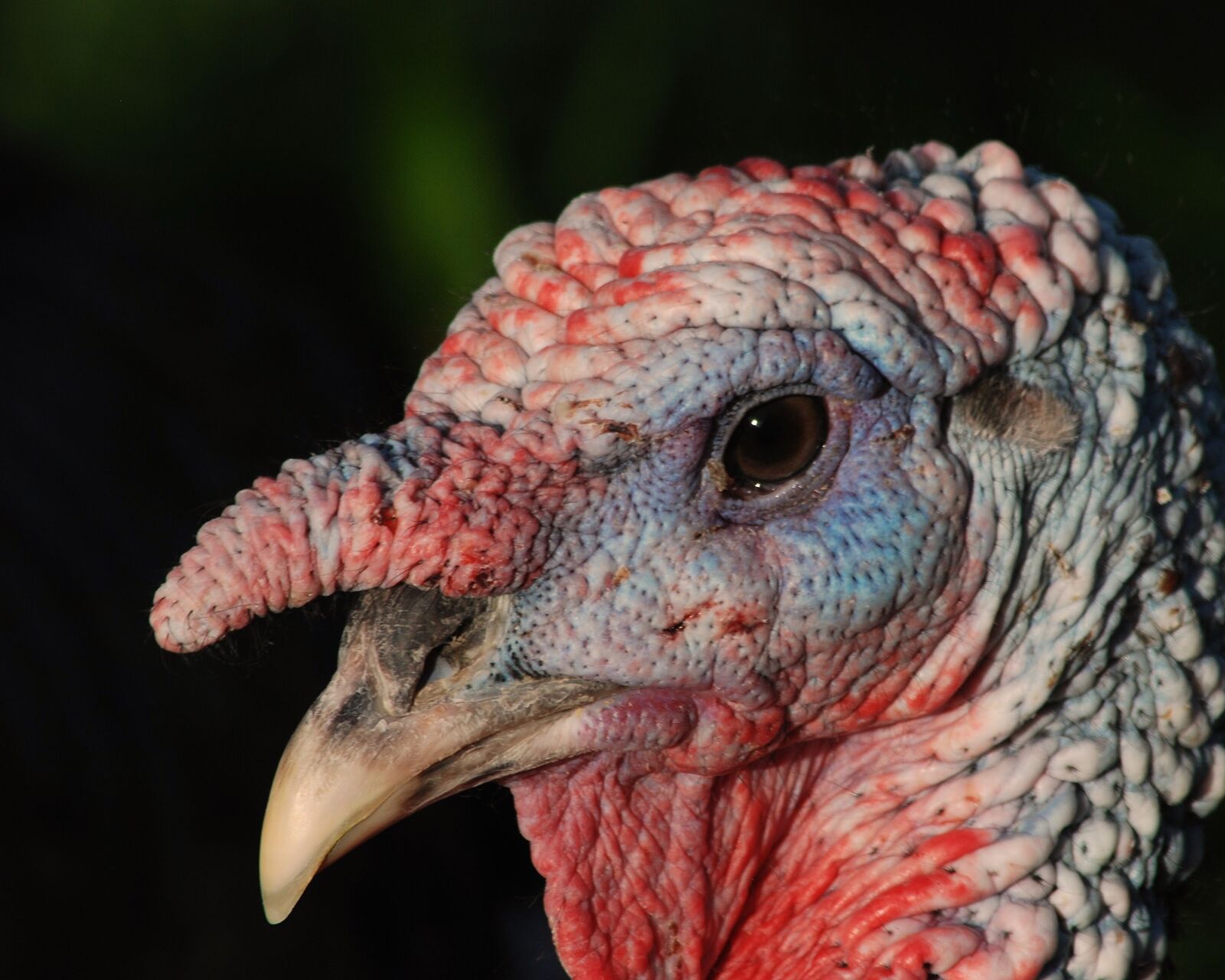 Nikon D80 sample photo. Turkey, poultry, livestock photography