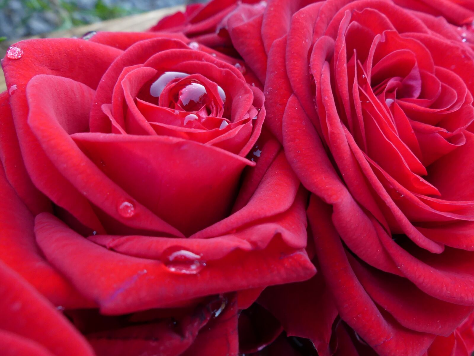 Panasonic Lumix DMC-FZ300 sample photo. Roses, rose petals, blossom photography