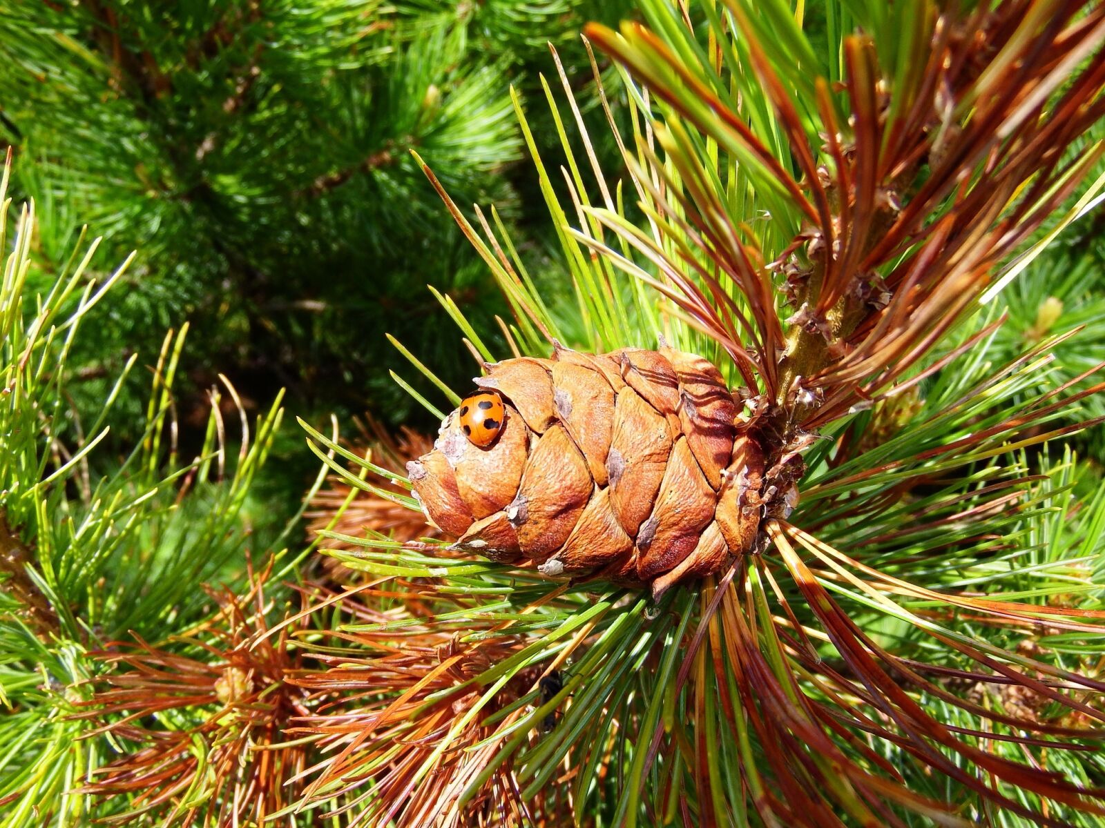 Fujifilm FinePix S1 sample photo. Cedar, cones, ladybug photography