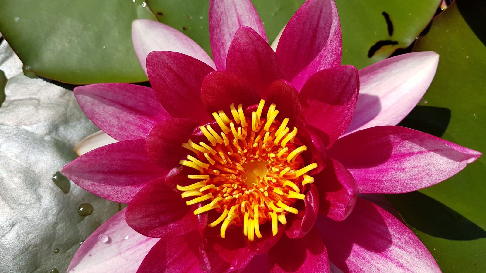 Samsung Galaxy S8+ sample photo. Water lily, pond, pink photography