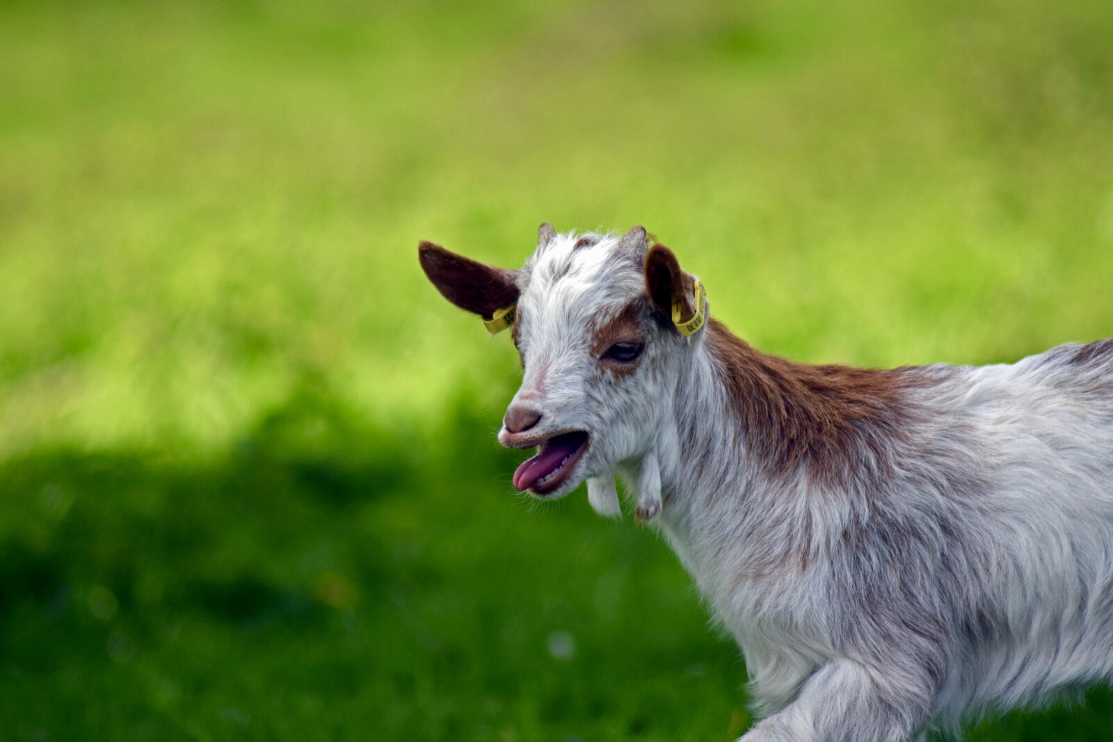 Nikon D3300 sample photo. Girgentana goat, kid, up photography